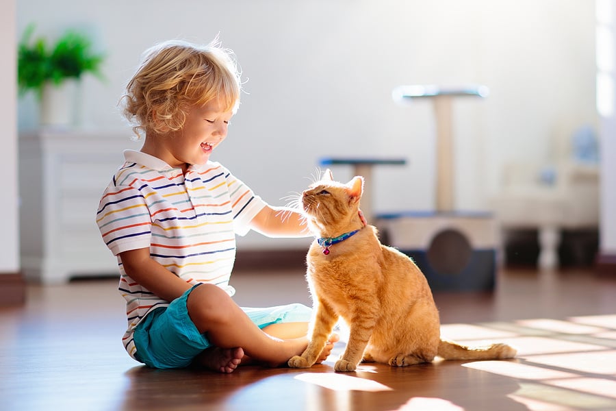 bigstock-Child-Playing-With-Cat-At-Home-285963460