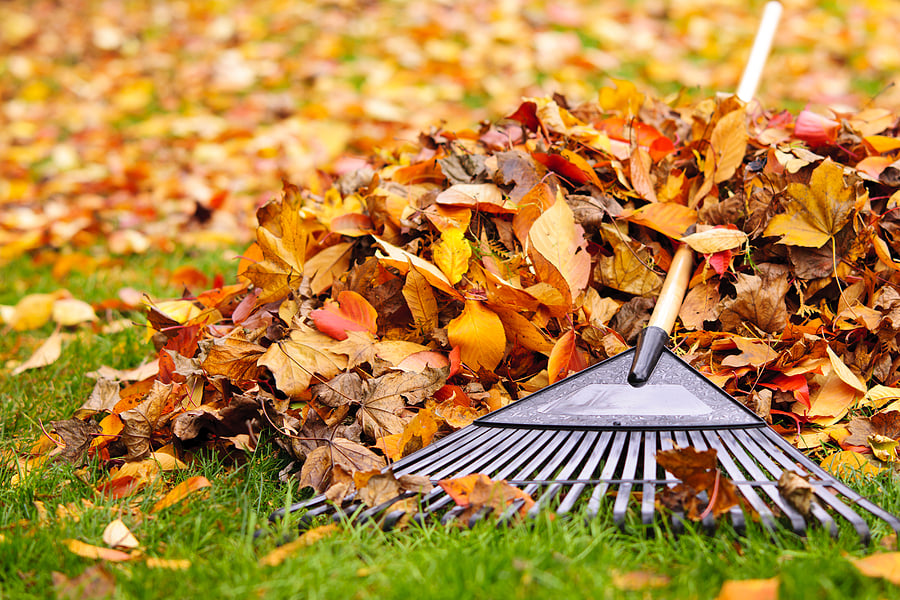 bigstock-Fall-Leaves-With-Rake-39829234