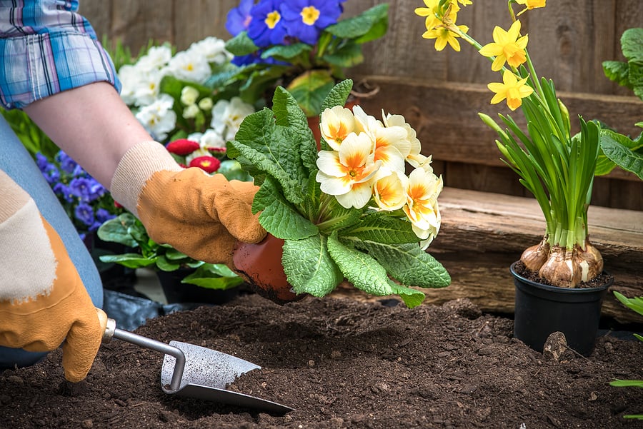 bigstock-Gardener-planting-flowers-in-p-82466360